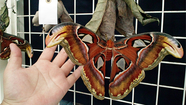 アヤミハビル館