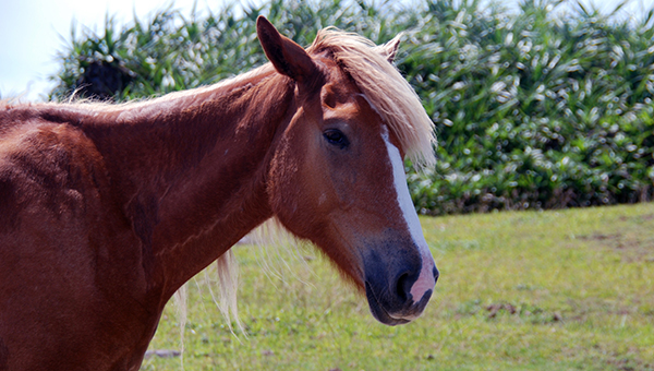 与那国馬（よなぐにうま）